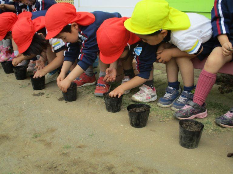 5/14 あさがおの種まき