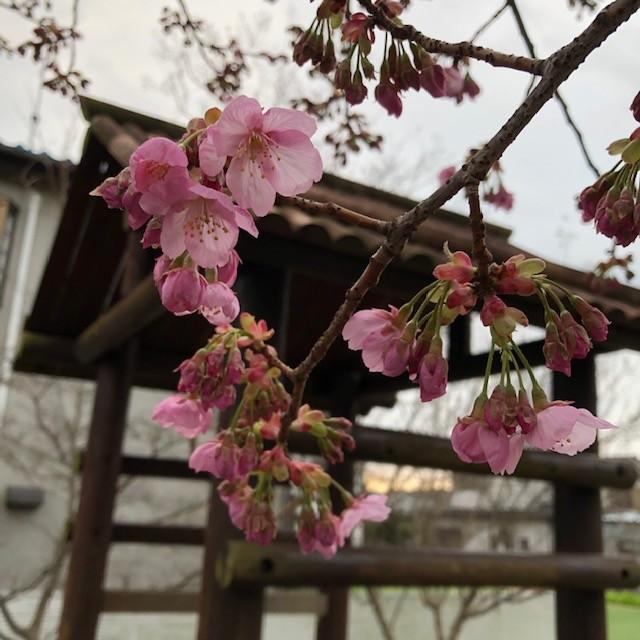 春を見つけたよ♪♪